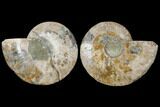 Agatized Ammonite Fossil - Madagascar #122406-1